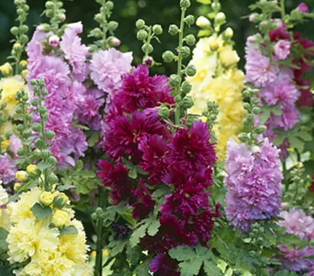 The shortest in the Alcea rosea family. 'Queeny' is a dwarf Hollyhock that reaches only 60cm (24in) in height