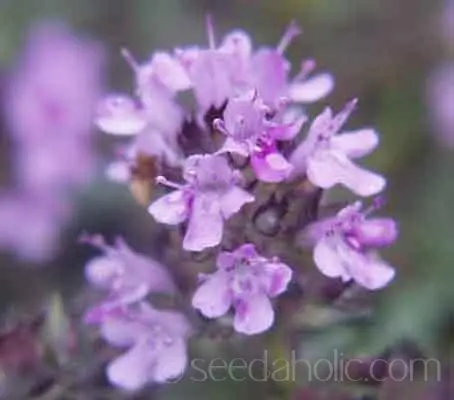 Thymus serpyllum ‘Creeping Thyme’-0