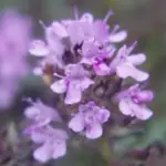 Thymus serpyllum: 1 gram ~ 7,000 seeds-3699