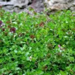Thymus serpyllum: 1 gram ~ 7,000 seeds-3700