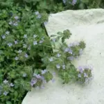 Thymus serpyllum: 1 gram ~ 7,000 seeds-3701