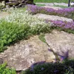 Thymus serpyllum: 1 gram ~ 7,000 seeds-3702