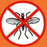 With good carrot fly resistance, it matures in 110 days in a warm climate and reaches an average size of 15cm.