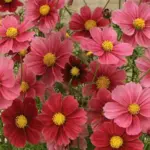 Cosmos ‘Antiquity’ is a completely unique colour of Cosmos in the colours of a beautiful faded tapestry.