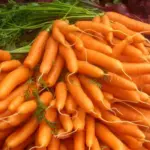 Carrot “F1 Flyaway” is the result of over 15 years breeding, this is we believe the closest to being a completely carrot fly resistant variety.