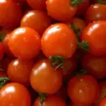 This dwarf stocky bush variety is early and heavy yielding, with large trusses of crimson tomatoes. You will be able to harvest several kilos of tomatoes with a delectable flavour.