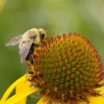 Echinacea paradoxa -4190