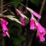 Dierama pulcherrimum is a distinctive-looking perennial with tall arching stems of bell-shaped, flowers.