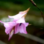 Each stem drops with the weight of the flowers which earns them the common name of Angel's Fishing Rod.