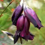 A desirable addition to any herbaceous border or gravel garden.