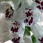 Their elegant upright habit, long spikes of flowers and their spectacular, large white flowers with deep maroon throats make impressive features in the garden.