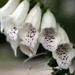 Digitalis “Elsey Kelsey” is one of the best new foxgloves found in recent years.