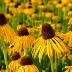 Echinacea paradoxa -19770