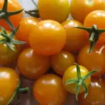 F1 Sungold is a superb cherry type tomato with delicious bite size fruits.