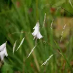 The flowers bloom in shades of pink, mauve, carmine and very occasionally white appear in mid summer