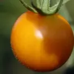 It is an indeterminate (cordon) variety that crops in 60 days.