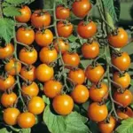 The orange coloured fruits grow on long trusses and are irresistible with a sweet flavour all their own.