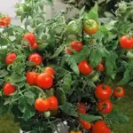 Tomato “F1 Totem” has an upright habit that is perfectly suited for a patio container, however, this is no mere ornamental.