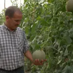 Also known as Ha'Ogen, it is named for the kibbutz in Israel where it was popularised over 50 years ago.