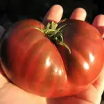 Blessed with an extremely rich, earthy true tomato flavour.