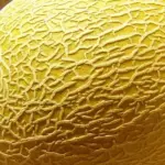 This luscious variety has skin that is netted with gold and firm flesh with good flavour.