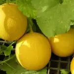 Melon Galia is an F1 variety. It has been specially bred for maximum vigour and uniform growth and performs reliably despite cooler summers.