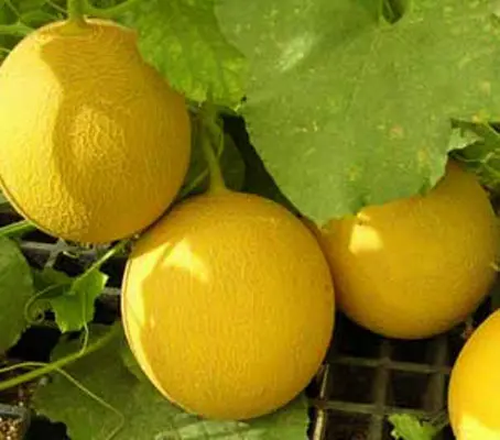 Melon Galia is an F1 variety. It has been specially bred for maximum vigour and uniform growth and performs reliably despite cooler summers.