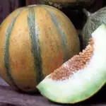 The Ogen Melon has a longstory of devoted connoisseurs.