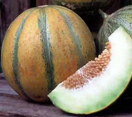 The Ogen Melon has a longstory of devoted connoisseurs.