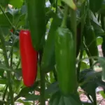 The abundant candle-flame shaped fruit grow up to 9cm (3½in) long and 2cm (¾in) wide.