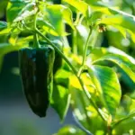 Poblano Peppers are arguably the most under-rated pepper in the pepper family.