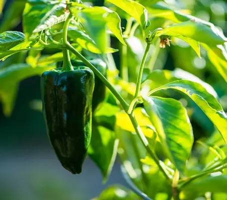 Poblano Peppers are arguably the most under-rated pepper in the pepper family.