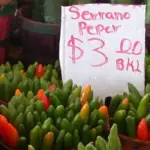 The Serrano, meaning 'from the mountains', is native to Mexico and south-west America.