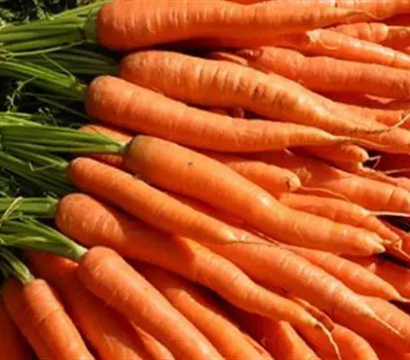 Autumn King is one of the best main crop varieties. This favourite of home gardeners can be grown as a maincrop or late variety.