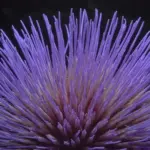 This delicious medium sized artichoke develops rich violet-purple headed globes on thistle like plants.