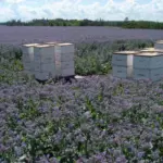 It is a very important flower for bees providing both pollen and nectar in prodigious amounts.