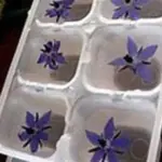 The beautiful blue bell-shaped flowers are edible, try them in frozen in ice cubes for cool summer drinks.