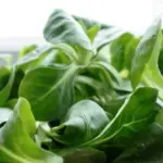 Vit is an easy to grow, vigorous variety for spring and autumn crops.