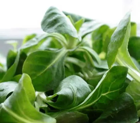 Vit is an easy to grow, vigorous variety for spring and autumn crops.