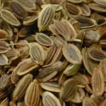 The fruits (“dill seeds”) which impart a sharper flavour, are used as a spice.
