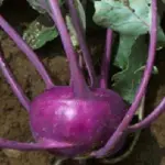 ‘Azure Star’ is a highly regarded purple kohlrabi from Europe, considered to be one of the finest.