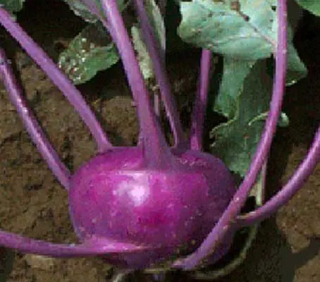 ‘Azure Star’ is a highly regarded purple kohlrabi from Europe, considered to be one of the finest.