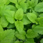 The leaves of lemon balm have the scent of lemon with a hint of mint.