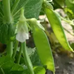 Sugar Pea Norli are best picked while small and can be harvested when they reach just 5cm long for gourmet eating.