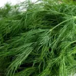 Dill's fernlike herb leaves have a sweet and aromatic flavour, between anise and caraway.
