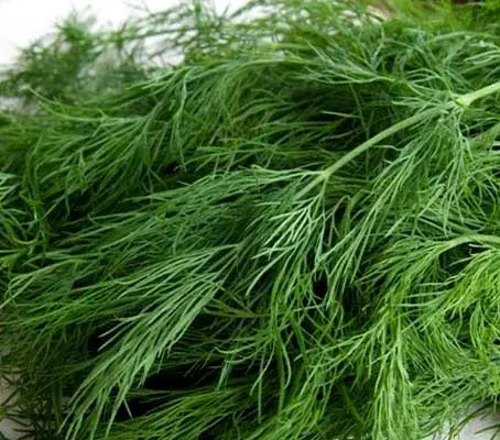 Dill's fernlike herb leaves have a sweet and aromatic flavour, between anise and caraway.