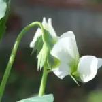 The plants are very uniform with short with brilliant ice white flowers and have great resistance to fusarium wilt.