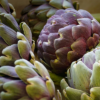 Artichoke Violet de Provence