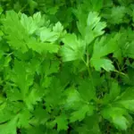 Parsley, Flat Leaf 'Italian Giant' Organic-0