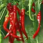 Long Slim Red Cayenne is a good long hot chilli that always performs well and dries nicely.